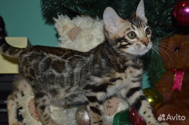 Новогодний котик под Вашу елочку купить на Зозу.ру - фотография № 3