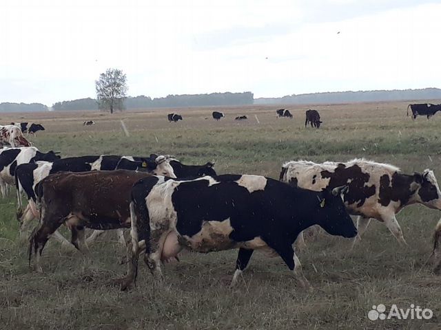 Коровы, нетеля,телки купить на Зозу.ру - фотография № 4