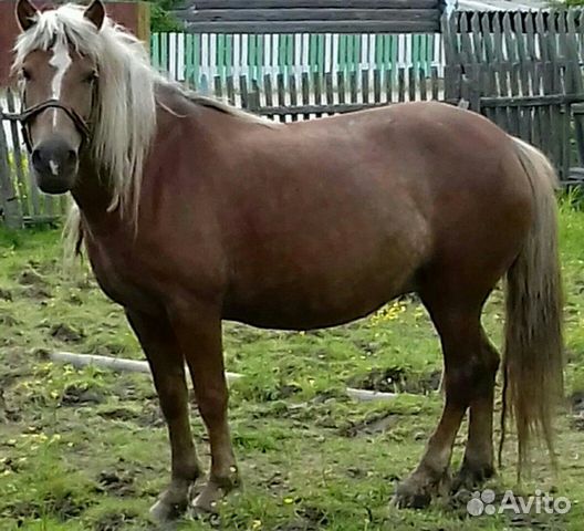 Продам лошадь + сбрую, сани, подсанки купить на Зозу.ру - фотография № 5