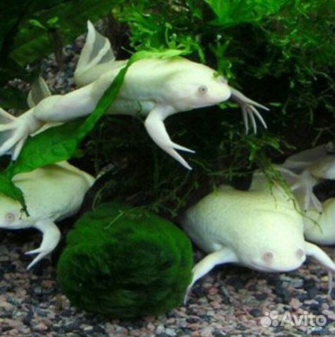 Белые аквариумные лягушки купить на Зозу.ру - фотография № 1