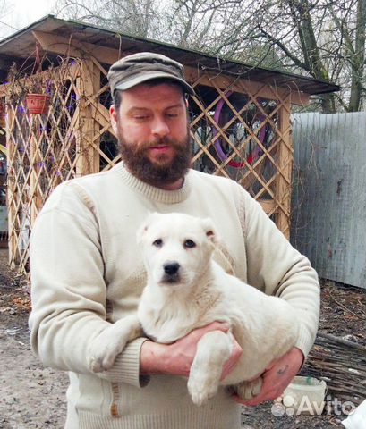 Среднеазиатская овчарка щенки алабая купить на Зозу.ру - фотография № 4