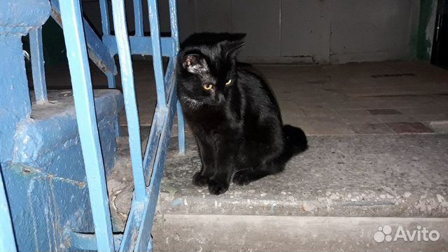 Кот купить на Зозу.ру - фотография № 4