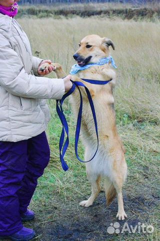 Веселая собака в дар купить на Зозу.ру - фотография № 4