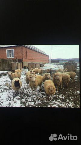 Овцы 12 шт купить на Зозу.ру - фотография № 1