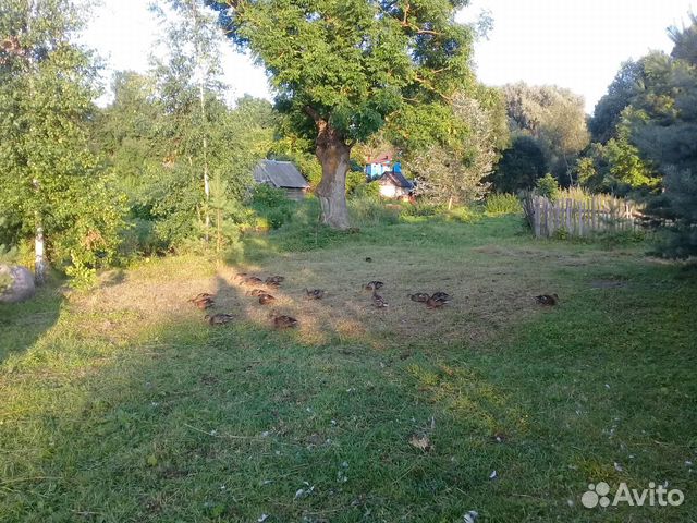 Подсодные утки купить на Зозу.ру - фотография № 1