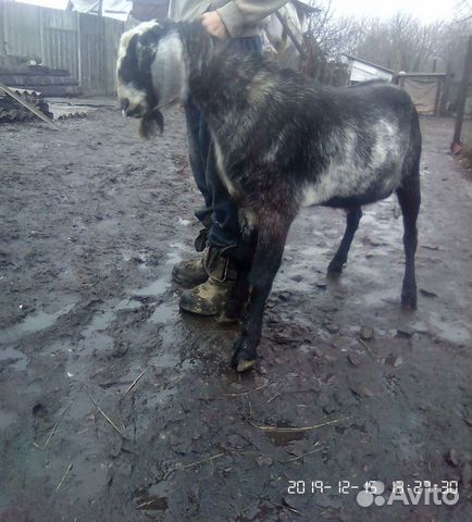 Англо нубийский козел,козлятки купить на Зозу.ру - фотография № 4