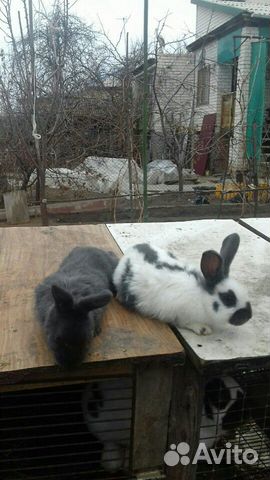 Кролик купить на Зозу.ру - фотография № 6