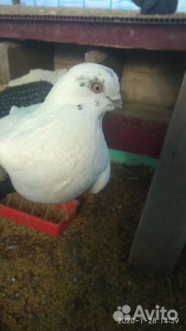 Таджикские голуби купить на Зозу.ру - фотография № 5