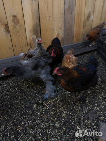 Инкубационное яйцо, цыплята, утята, гусята купить на Зозу.ру - фотография № 3