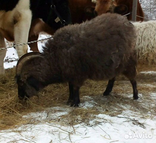 Придонская коза купить на Зозу.ру - фотография № 2