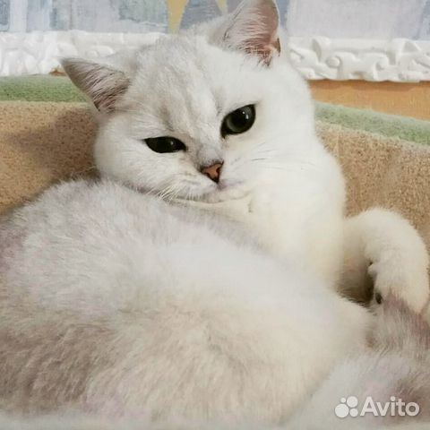 Британский котенок (серебристая шиншилла) купить на Зозу.ру - фотография № 1