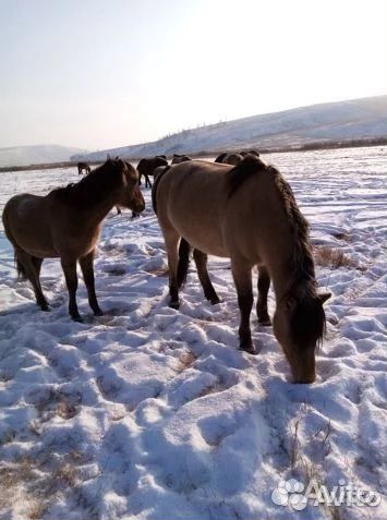 Лошади (кони) купить на Зозу.ру - фотография № 1