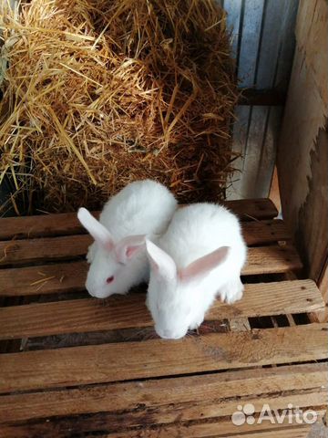 Кролики Белый Великан купить на Зозу.ру - фотография № 5
