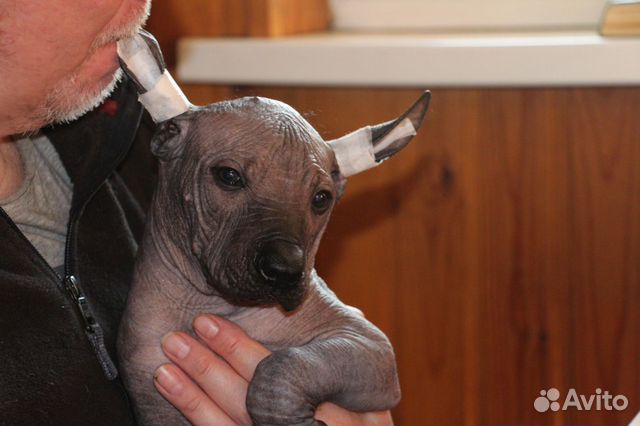 Ксолоинкуинтли, мексиканская голая собака купить на Зозу.ру - фотография № 3