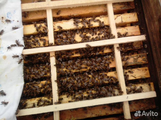 Сдам в аренду ульи с пчелосемьями купить на Зозу.ру - фотография № 1