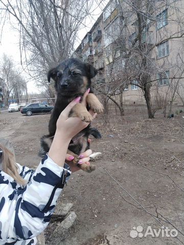 Сос щенки купить на Зозу.ру - фотография № 4