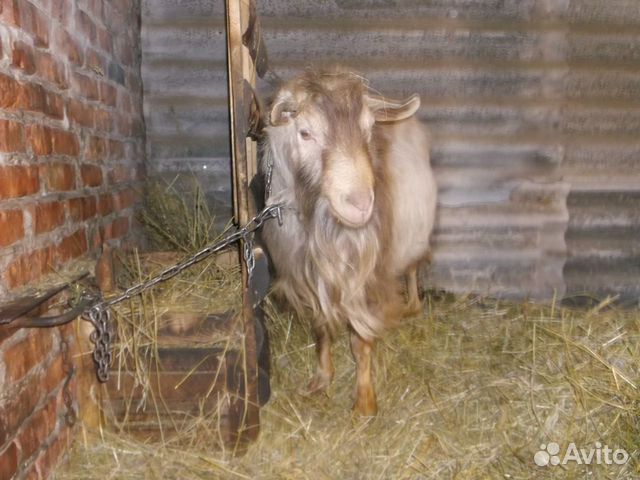 Племенной козёл купить на Зозу.ру - фотография № 7
