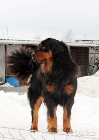 Хотошо, Бурят-монгольская собака /волкодав щенки купить на Зозу.ру - фотография № 5