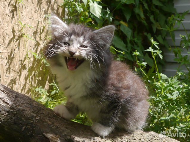 Шикарные котята породы норвежская лесная Шикарные котята породы норвежская лесная