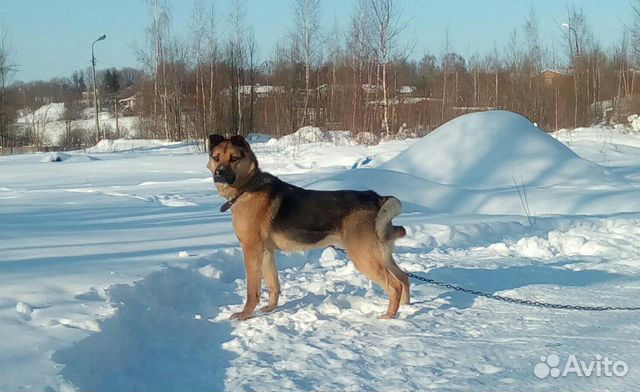 Собака-охранник в добрые руки купить на Зозу.ру - фотография № 4
