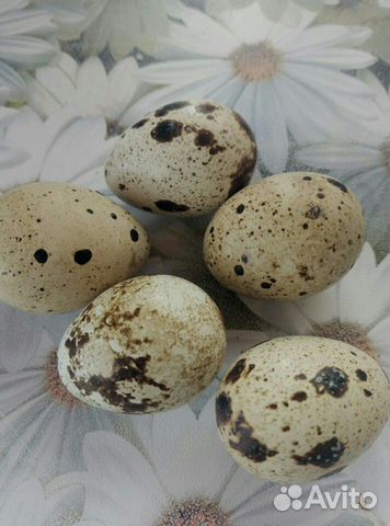 Яйца перепелиные для инкубации купить на Зозу.ру - фотография № 1