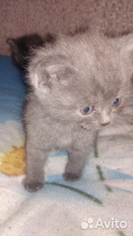 Котята 1.5 месяца купить на Зозу.ру - фотография № 2