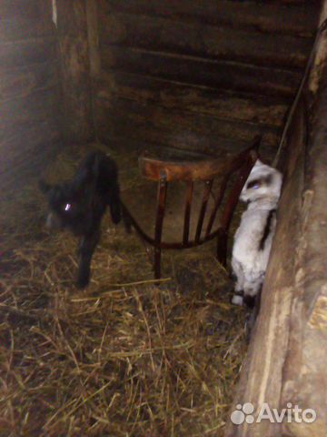 Продам козу и двух козлят купить на Зозу.ру - фотография № 3