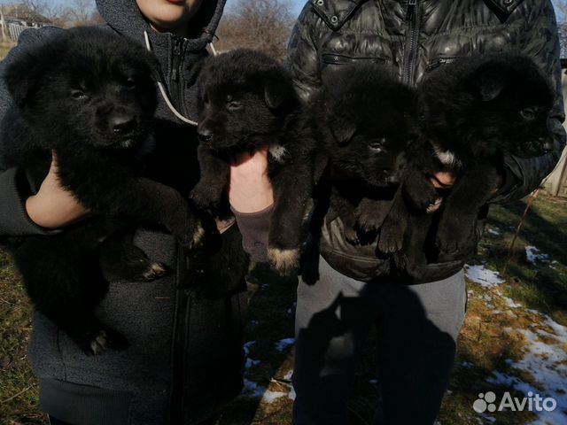 Щенки восточноевропейской овчарки