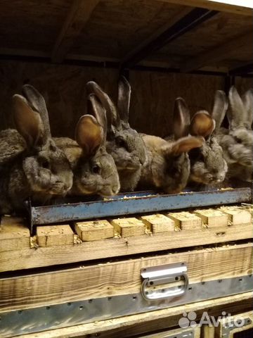 Кролики порода Фландр купить на Зозу.ру - фотография № 1