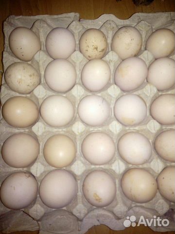 Куры породы Кохинхин, инкубационное яйцо купить на Зозу.ру - фотография № 3