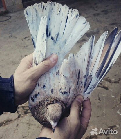 Бакинские мраморные голуби купить на Зозу.ру - фотография № 6