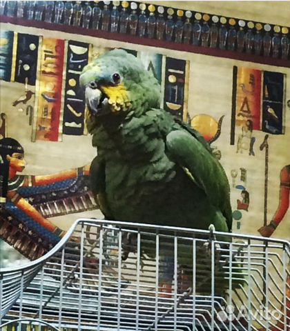 Продаётся попугай зелёный амазон, молодой купить на Зозу.ру - фотография № 1