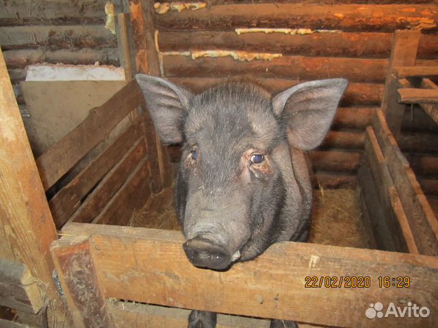 Въетнамская вислобрюхая свиноматка купить на Зозу.ру - фотография № 1