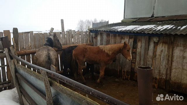 Лошади и жеребята купить на Зозу.ру - фотография № 2