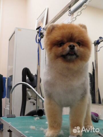 Стрижка собак и кошек