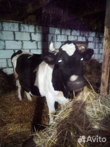 Продам 2 коровы купить на Зозу.ру - фотография № 6
