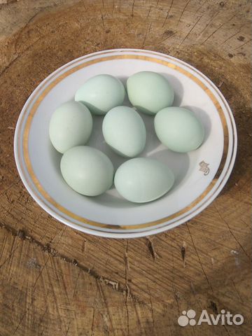 Инкубационное яйцо Ухейилюй купить на Зозу.ру - фотография № 1