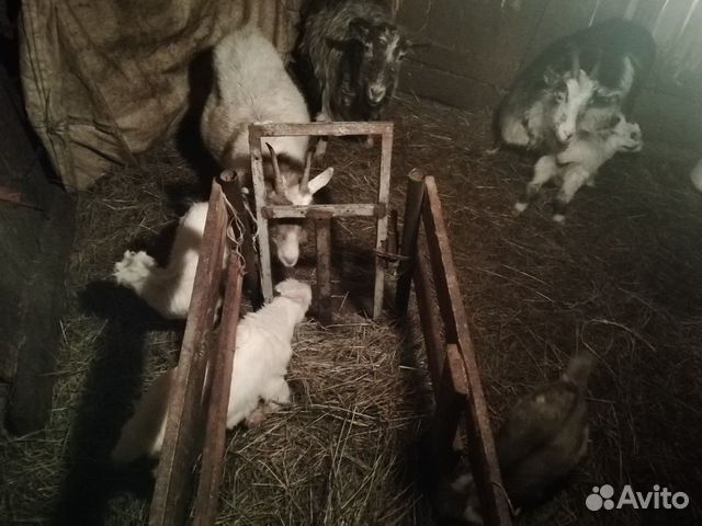 Козы с козлятами купить на Зозу.ру - фотография № 3