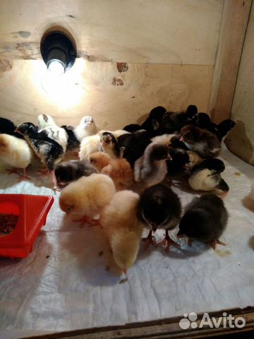 Куры, перепела, цыплята, инкубационное яйцо купить на Зозу.ру - фотография № 2