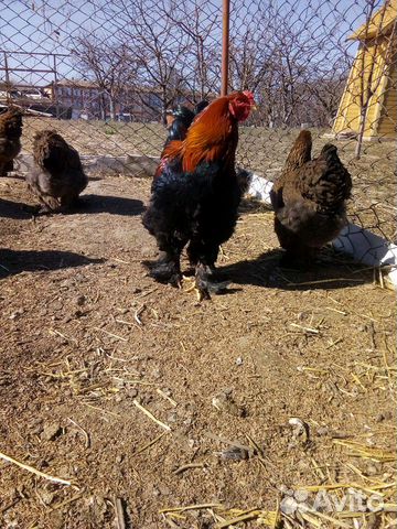 Брама куропатчатая яйцо, цыплята купить на Зозу.ру - фотография № 7