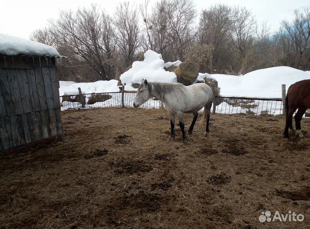 Лошади рабочие купить на Зозу.ру - фотография № 7