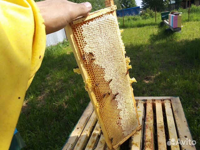 Пчелы карника, бакфаст купить на Зозу.ру - фотография № 3