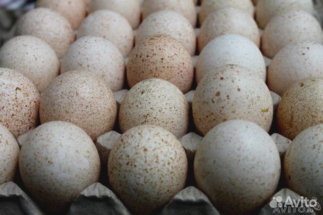 Яйца индейки, индюшки купить на Зозу.ру - фотография № 1