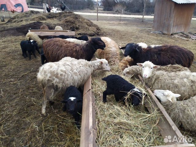 Овцы Ярки на завод на мясо купить на Зозу.ру - фотография № 4