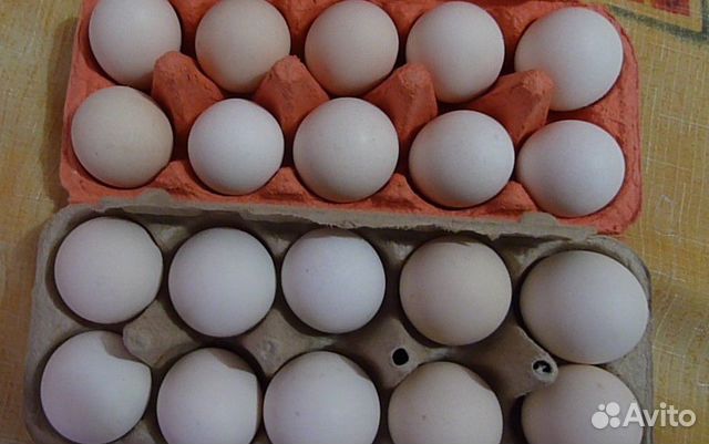 Борковская Барвистая инкубационное яйцо купить на Зозу.ру - фотография № 4