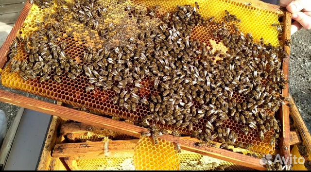 Пчелыпчелопакеты купить на Зозу.ру - фотография № 2