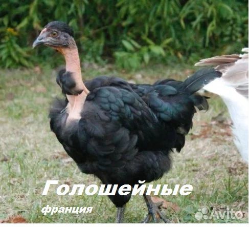 Суточные цыплята бройлеров и породные купить на Зозу.ру - фотография № 9