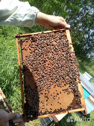 Пчелопакеты пчел Карпатка и Бакфаст купить на Зозу.ру - фотография № 1
