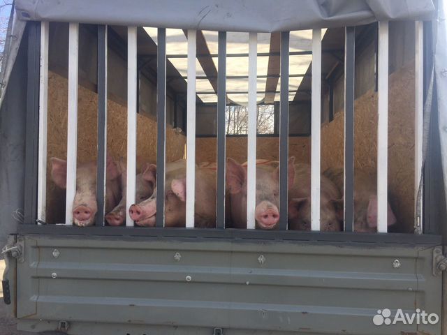 Реализуем свиней живым весом оптом от100-150кг купить на Зозу.ру - фотография № 2