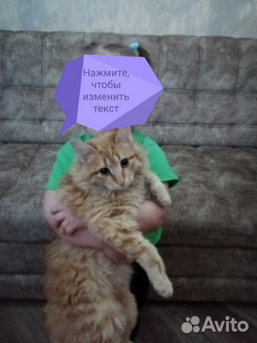 Котёнок пропал купить на Зозу.ру - фотография № 1